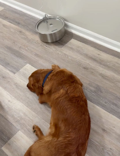 Dog water fountain