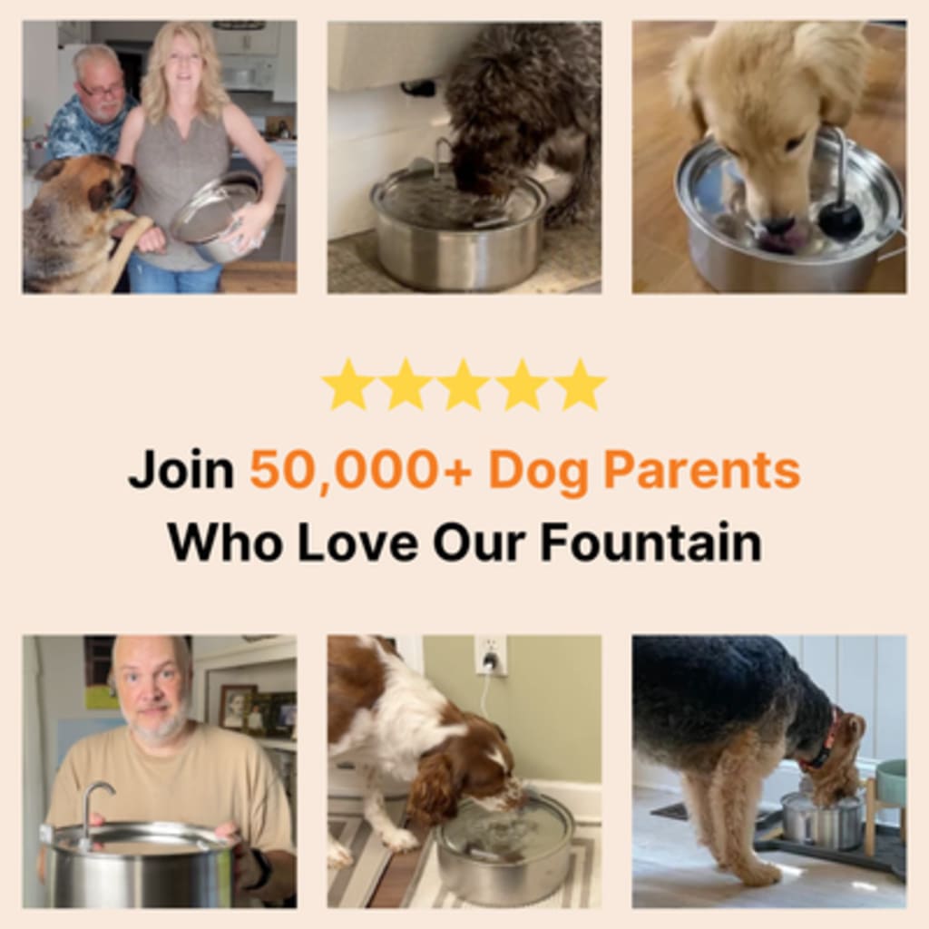 Dog water fountain