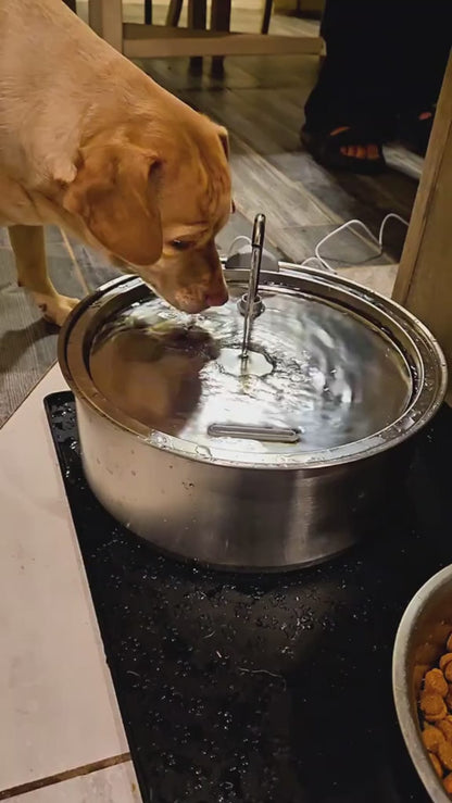 Dog water fountain