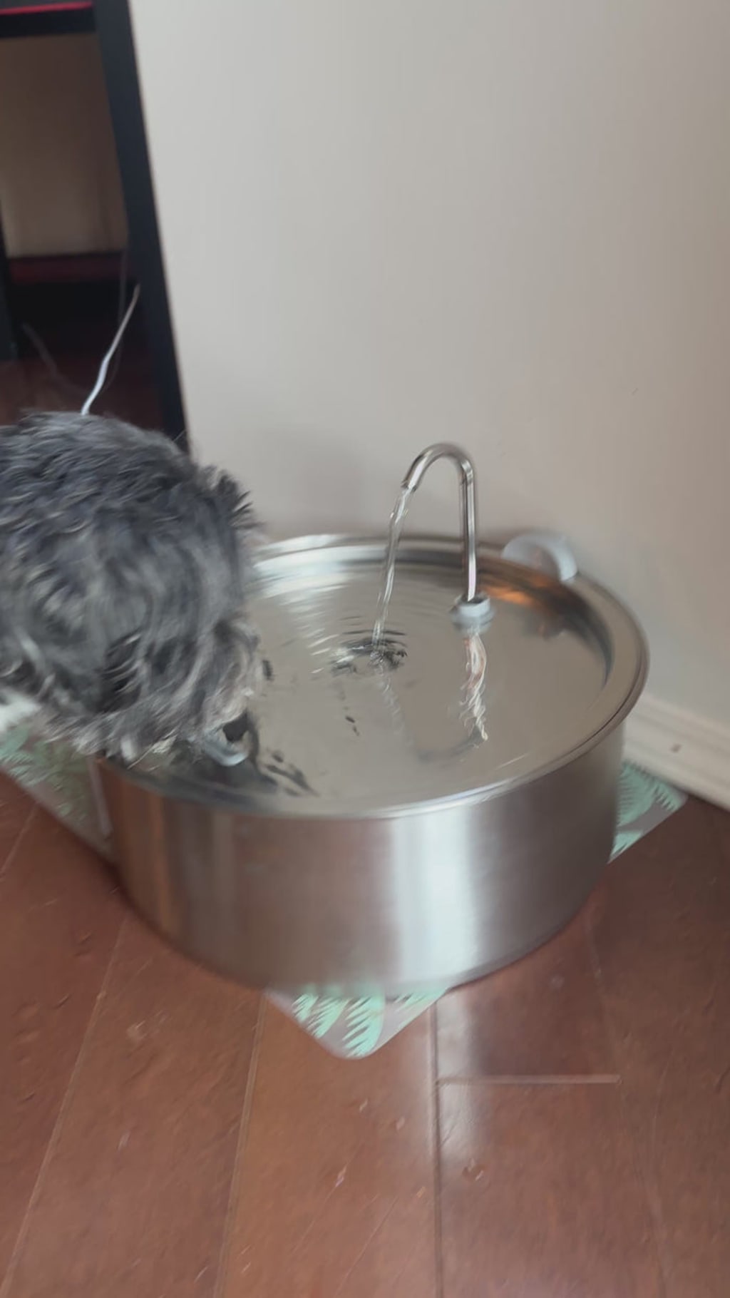Dog water fountain